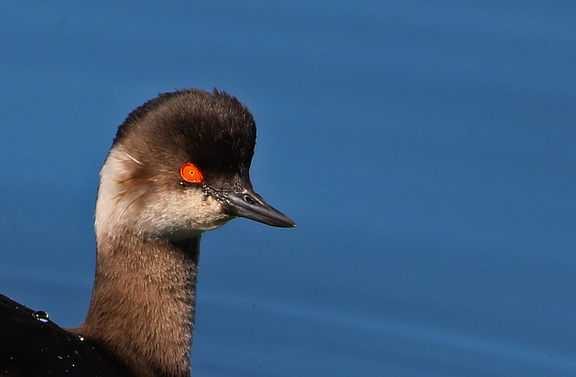 Eared Grebe
